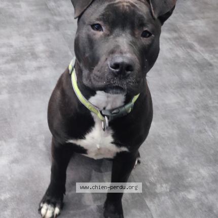 Photo de chien perdu à La Grande Motte