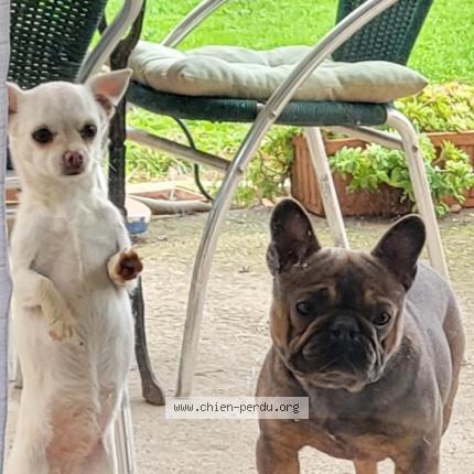 Photo de chien perdu à Lavernose Lacasse