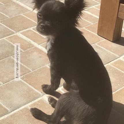 Photo de chien perdu à Pignans