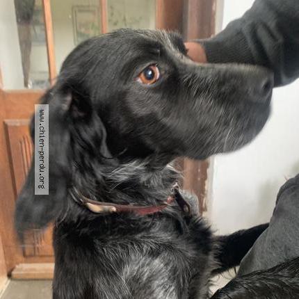 Photo 1/1 Chien retrouvé Trouvé à Chelan