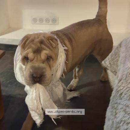 Photo de chien perdu à Draveil