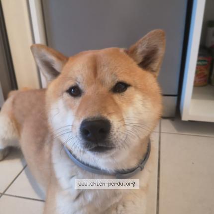 Photo de chien perdu à Gap