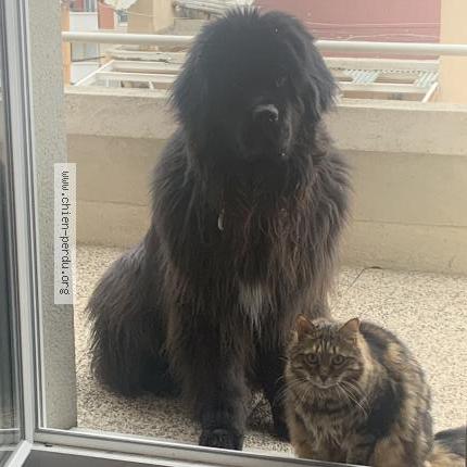 Photo 1/1 Chien retrouvé Perdu à Marseille