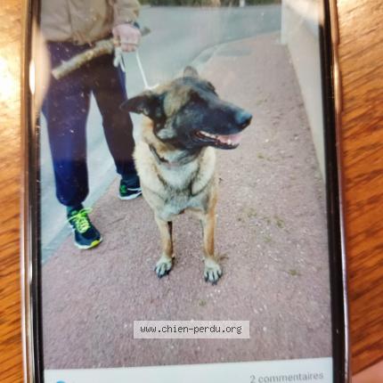 Photo de chien trouvé à Farges En Septaines