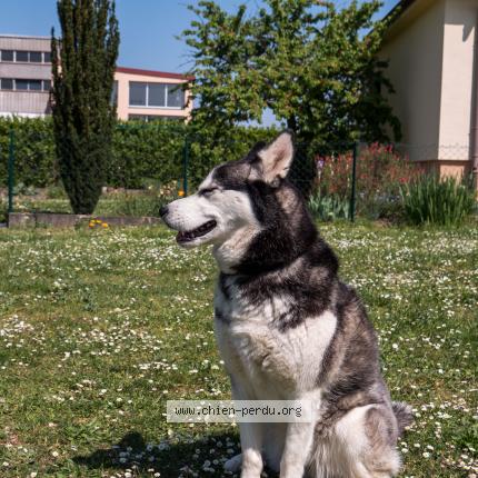 Photo de chien perdu à Colmar