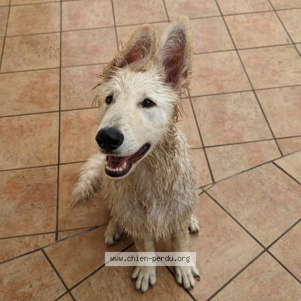 Photo de chien trouvé à Bieville Beuville