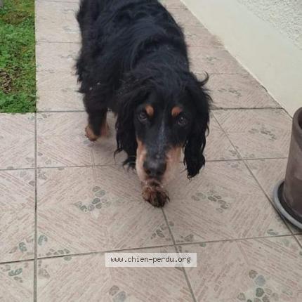 Photo 1/1 Chien retrouvé Trouvé à Tournefeuille