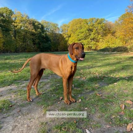 Photo 1/1 Chien retrouvé Perdu à Meudon