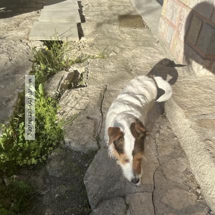 Photo 1/1 Chien retrouvé Trouvé à Nimes