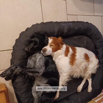 Photo 1/1 Chien retrouvé Perdu à Vias