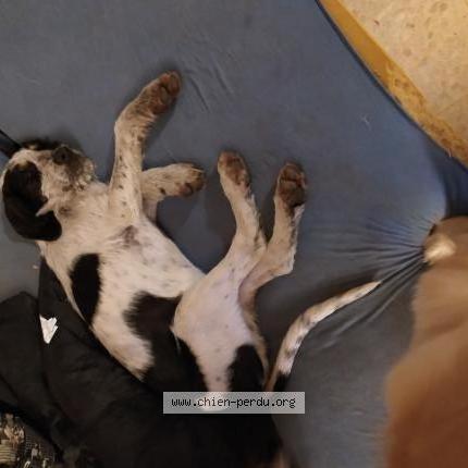 Photo 1/1 Chien retrouvé Trouvé à Montblanc