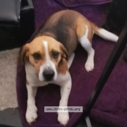 Photo 1/1 Chien retrouvé Trouvé à Marolles les braults