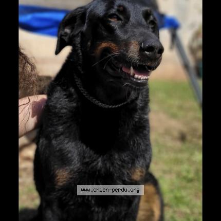 Photo 1/1 Chien retrouvé Perdu à Sollies pont