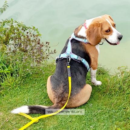 Photo 1/1 Chien retrouvé Perdu à Betheniville