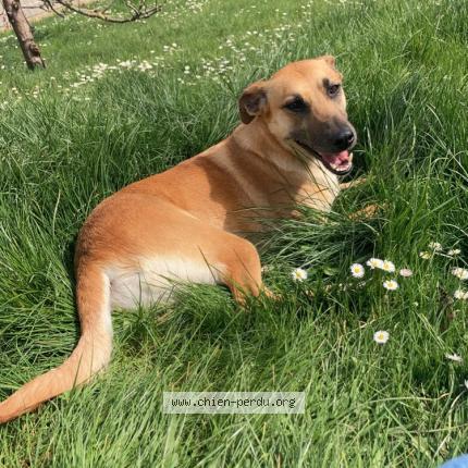 Photo 1/1 Chien retrouvé Perdu à Checy