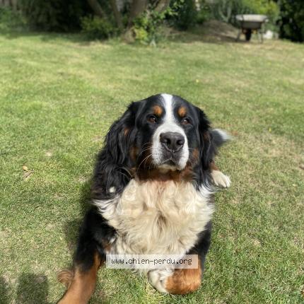 Photo 1/1 Chien retrouvé Perdu à Cauchy a la tour