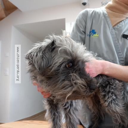 Photo de chien trouvé à Milly La Foret