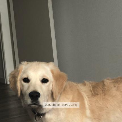 Photo 1/1 Chien retrouvé Perdu à Caudan