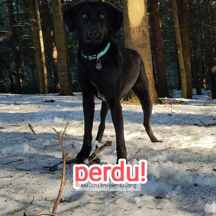 Photo 1/1 Chien retrouvé Perdu à Motz