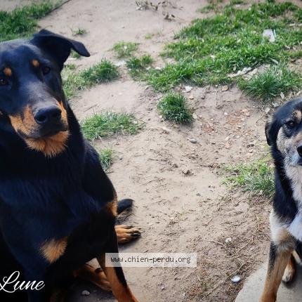 Photo 1/1 Chien retrouvé Perdu à La baume de transit