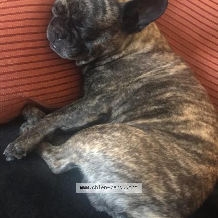 Photo 1/1 Chien retrouvé Perdu à Albertville