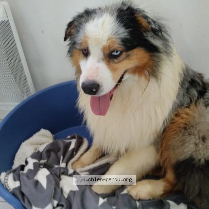 Photo de chien perdu à Crouttes