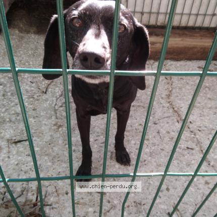 Photo de chien trouvé à Sollies Pont