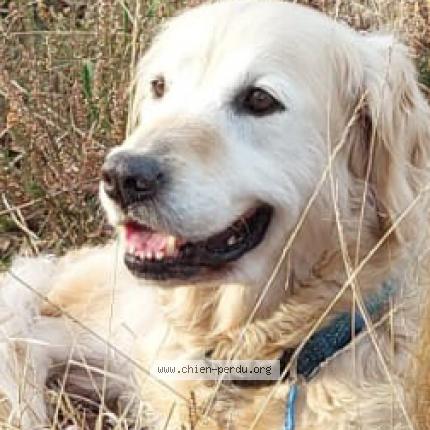 Photo 1/1 Chien retrouvé Perdu à Pessac