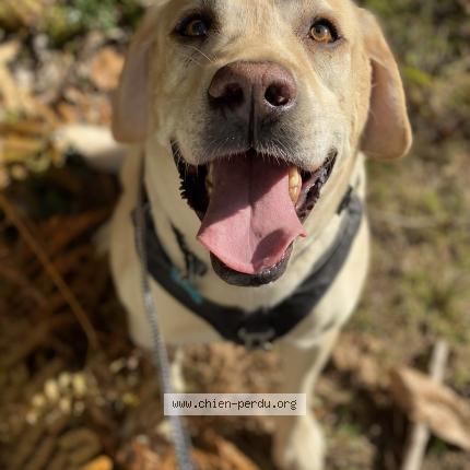 Photo 1/1 Chien retrouvé Perdu à Couzeix