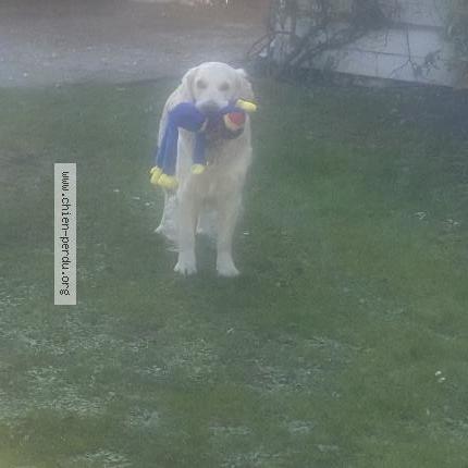 Photo de chien perdu à Pessac