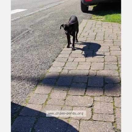 Photo 1/1 Chien retrouvé Perdu à La walck