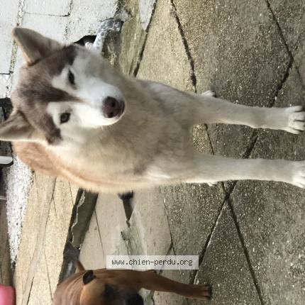 Photo de chien perdu à Luce