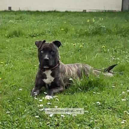 Photo 1/1 Chien retrouvé Trouvé à Alencon
