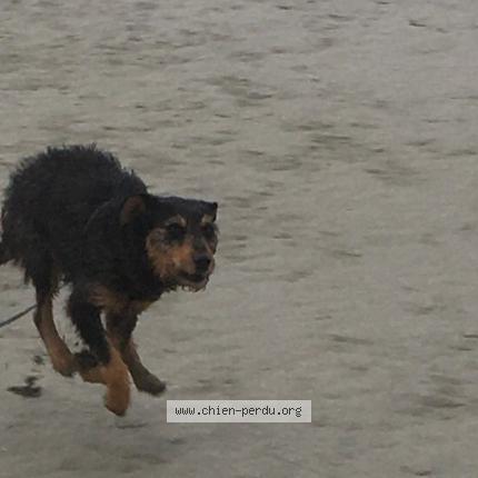 Photo 1/1 Chien retrouvé Perdu à Landean