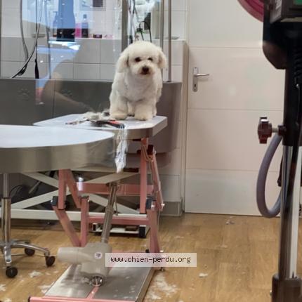 Photo de chien perdu à Toulouse