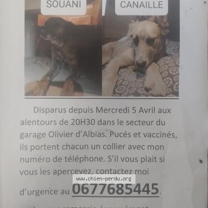 Photo 1/1 Chien retrouvé Perdu à Albias