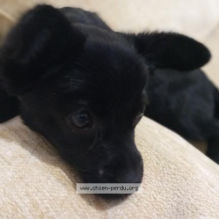 Photo 1/1 Chien retrouvé Trouvé à Argenteuil