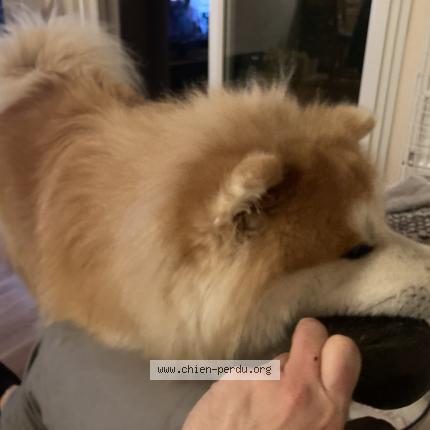 Photo 1/1 Chien retrouvé Perdu à Vigneux de bretagne