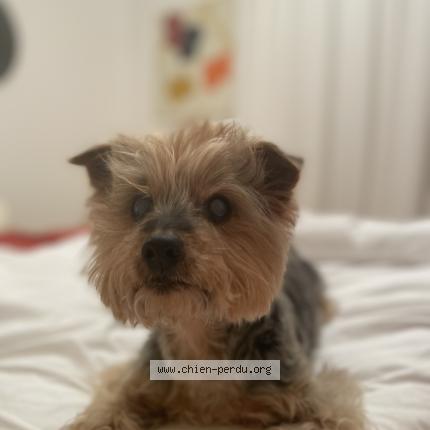 Photo 1/1 Chien retrouvé Perdu à Paris