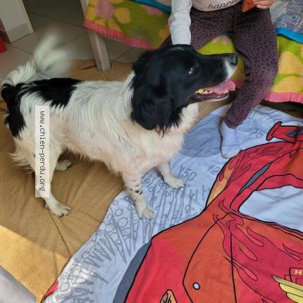 Photo 1/1 Chien retrouvé Trouvé à Saint andre de la roche