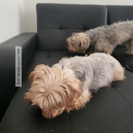 Photo 1/1 Chien retrouvé Perdu à Nissan les enserune