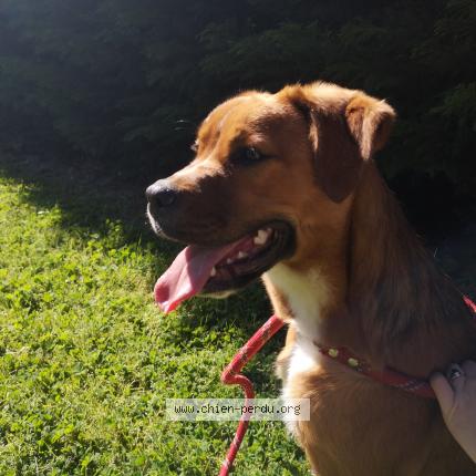 Photo 1/1 Chien retrouvé Trouvé à Verneuil sur vienne