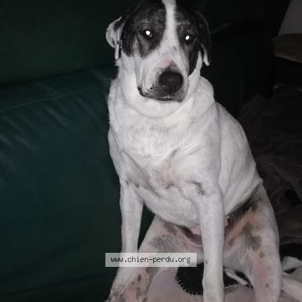 Photo 1/1 Chien retrouvé Perdu à Frejus