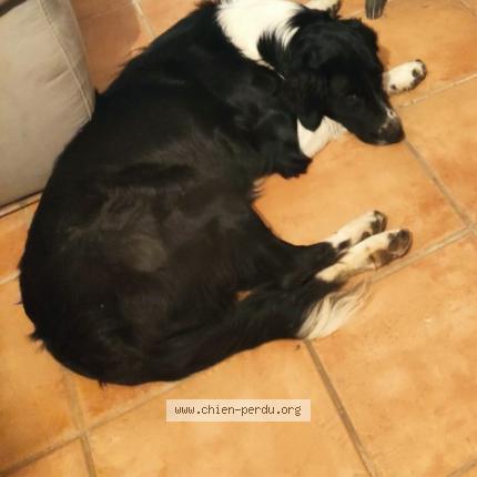 Photo 1/1 Chien retrouvé Perdu à St agreve