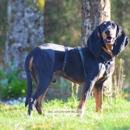 Photo 1/1 Chien retrouvé Perdu à Pornic