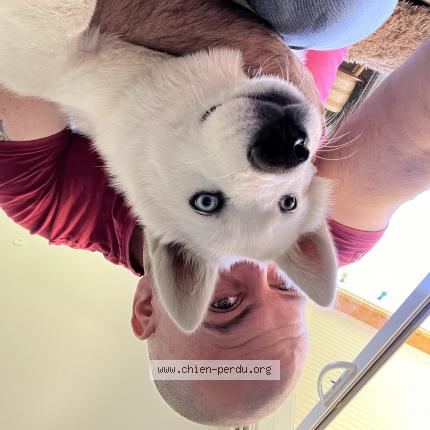 Photo 1/1 Chien retrouvé Perdu à Mauvezin sur gupie