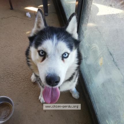 Photo 1/1 Chien retrouvé Trouvé à Saint michel le cloucq