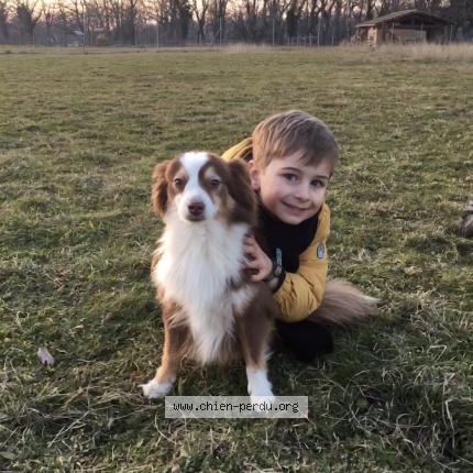 Photo 1/1 Chien retrouvé Perdu à Yzeron