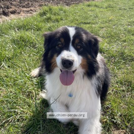 Photo 1/1 Chien retrouvé Perdu à Toulouse