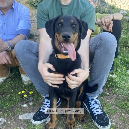 Photo de chien trouvé à Gintrac